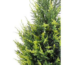 Pegane Plante artificielle haute gamme Spécial extérieur / Cypres Juniperus - Dim : 65 x 33 cm