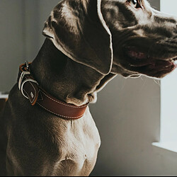 Acheter Collier pour Chien Hunter Aalborg Special Cognac