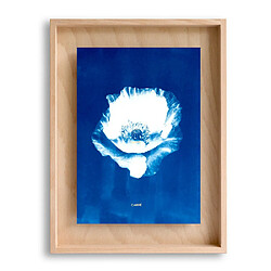 Swabdesign Cadre Carpë cyanotype Pavot 40x30cm