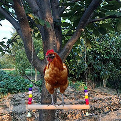 Lot De 2 Poulets Swing Birds Perch Training Toy Large Birds Canary Conure