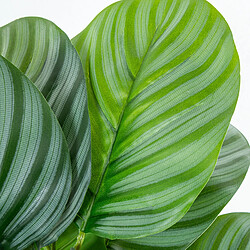 Plante décorative Alexandra House Living Plastique Calathea 50 cm pas cher