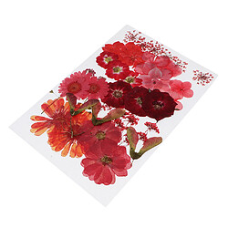 36/37/38/39 / 42Pc Naturel Réaliste Fleurs Séchées Pressées DIY Scrapbook Rouge pas cher