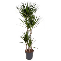 Plant in a Box Dracaena Marginata - Dragonnier XL - Pot de 27cm - Hauteur de 150-160cm