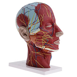 Acheter modèle pour l'anatomie de l'enseignement