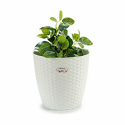 Avis Cache-pot Stefanplast Blanc Plastique 29 x 27 x 29 cm (6 Unités)