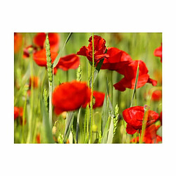 Paris Prix Papier Peint Coquelicots dans le Champ de Blé 154 x 200 cm