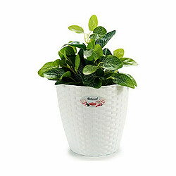 Avis Cache-pot Stefanplast Blanc Plastique 24 x 22,5 x 24 cm (6 Unités)