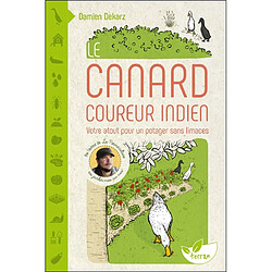 Le canard coureur indien : votre atout pour un potager sans limaces