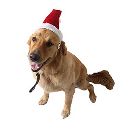 Acheter Adorable chat chien chat Noël chapeau de noël pour animaux de compagnie costume de noël outfit l