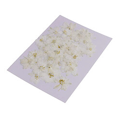 Acheter 50 pièces Fleurs séchées pressées pour Art Craft Scrapbooking White Delphinium