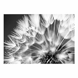 Paris Prix Papier Peint Dandelion : Kiss of the Morning 105 x 150 cm