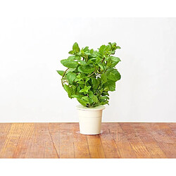 Click & Grow Recharge triple de Menthe poivrée pour Smart Garden - Click and Grow