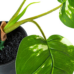 Avis Plante décorative Alexandra House Living Plastique 50 cm