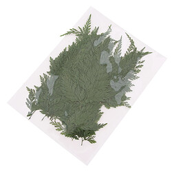 Acheter 500pcs Feuilles Séchées Naturelles Fougère DIY Art Floral Décors Collection