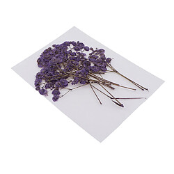 Avis Pressé Real Babysbreath Fleur Séchée Pour Jewlery Making Artisanat Décor Pourpre