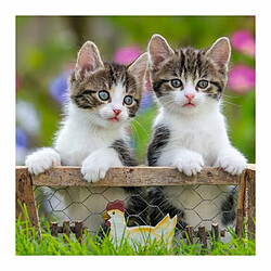 Avis Ludendo Puzzles 3x49 pièces - Chatons tigrés