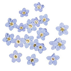 Fleurs séchées pressées naturelles Myosotis