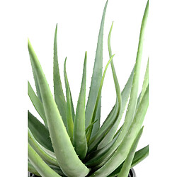 Avis Pegane Plante artificielle haute gamme Spécial extérieur / Aloevera artificielle - Dim : 55 x 30 cm