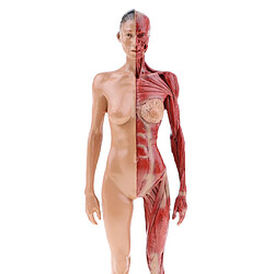 Avis Figure d'anatomie humaine