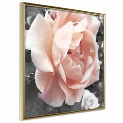 Paris Prix Affiche Murale Encadrée Delicate Rose 20 x 20 cm Or