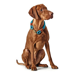 Avis Collier pour Chien Hunter OSS Bleu (40 cm)