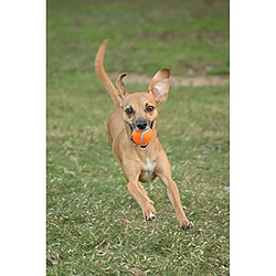 Acheter Chuckit Balle de Tennis pour Chien Taille L