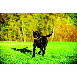 Jouet balle de tennis pour chien pas cher