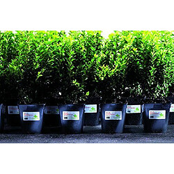 Avery Étiquettes Rondes Adhésives