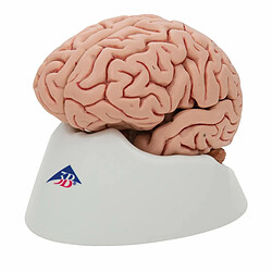 Avis 3B Scientific Cerveau classique 5 parties