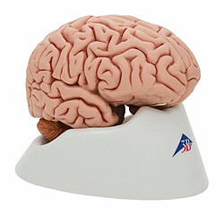 3B Scientific Cerveau classique 5 parties
