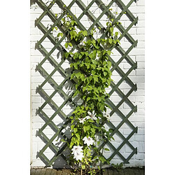 Nature Treillis de Jardin en Bois - Vert - 50x150 cm