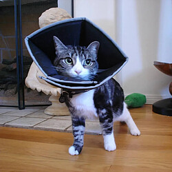 Avis All Four Paws E-cône Comfy Cone L Noir