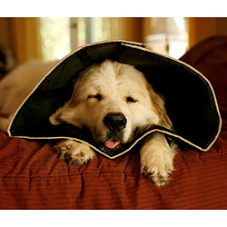 Acheter All Four Paws E-cône Comfy Cone L Noir