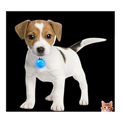 Collier pour chien