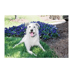 Système de Dressage Lite 600 M PDT19-16129