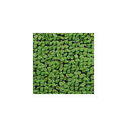 Gamme haie feuilles de rosier JET7GARDEN