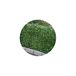 Gamme haie feuilles de rosier JET7GARDEN