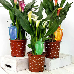 Dispositif arrosage autom. oiseaux