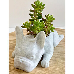 Jardinière Succulente Chien - Résine