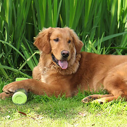 Gamelle pour chien