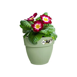 Avis Pot Elho Vibia Campana 24,1 x 20,5 x 26,5 cm Pistache Vert