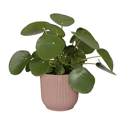 Avis ELHO Pot De Fleurs Rond VIBES - Plastique - Ø22 - Rose poudré