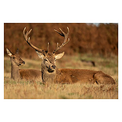 Acheter SIGMA Objectif 60-600mm f/4.5-6.3 DG DN OS SPORT compatible avec Monture L