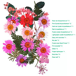 Fleurs séchées et pressées mixtes