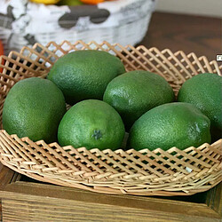 Citrons Artificiels en Mousse