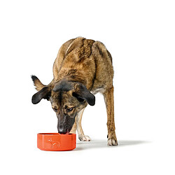 Acheter Hunter Gamelle pour chien OSBY - Orange