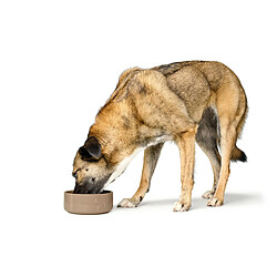 Gamelle pour chien