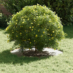 Avis vidaXL adapté pour anneaux d'arbre plats 5 pcs Blanc Ø30 / 60 cm Acier