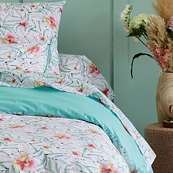 Avis Linnea taie de traversin percale Roxane