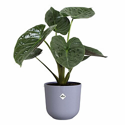 Avis Elho Jazz - Ø14 x 17,6 cm - Couleur unie